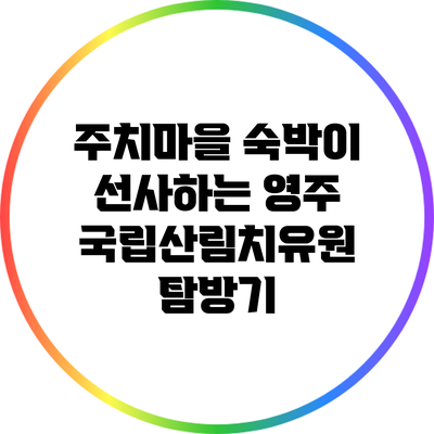 주치마을 숙박이 선사하는 영주 국립산림치유원 탐방기